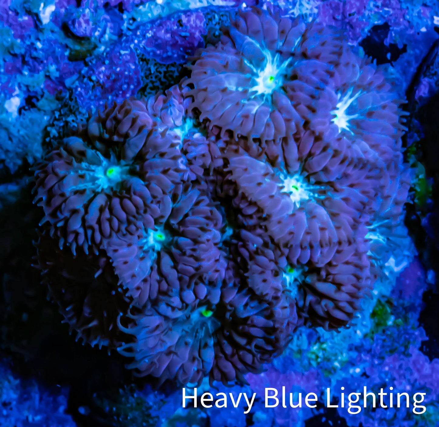 Ultra Blastomussa Wellsi Coral- WYSIWYG Frag F1B4B2 Ultra Blastomussa Wellsi Coral- WYSIWYG Frag F1B4B2 LPS Ultra Blastomussa Wellsi Coral- WYSIWYG Frag F1B4B2 Zeo Box Reef