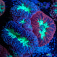 Ultra Blastomussa Wellsi Coral- WYSIWYG Frag Ultra Blastomussa Wellsi Coral- WYSIWYG Frag LPS Ultra Blastomussa Wellsi Coral- WYSIWYG Frag Zeo Box Reef