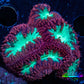Ultra Blastomussa Wellsi Coral- WYSIWYG Frag Ultra Blastomussa Wellsi Coral- WYSIWYG Frag LPS Ultra Blastomussa Wellsi Coral- WYSIWYG Frag Zeo Box Reef