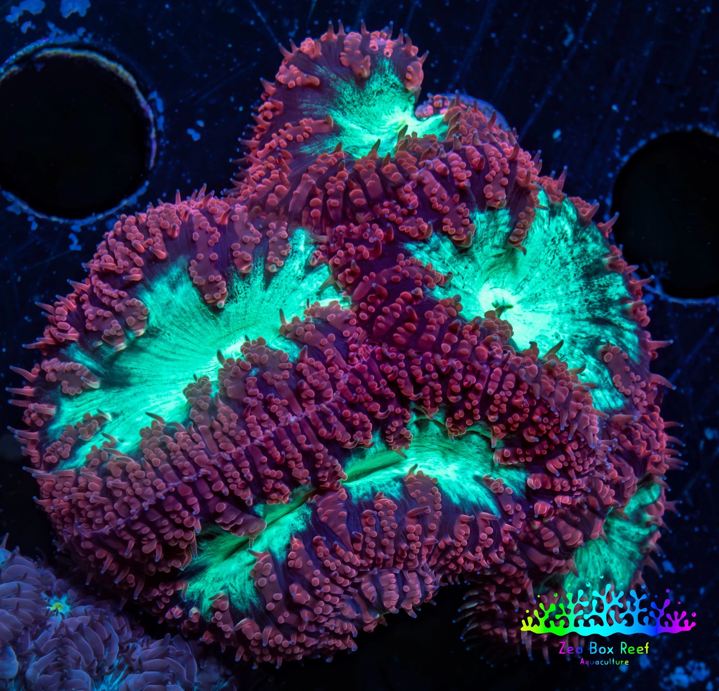 Ultra Blastomussa Wellsi Coral- WYSIWYG Frag Ultra Blastomussa Wellsi Coral- WYSIWYG Frag LPS Ultra Blastomussa Wellsi Coral- WYSIWYG Frag Zeo Box Reef