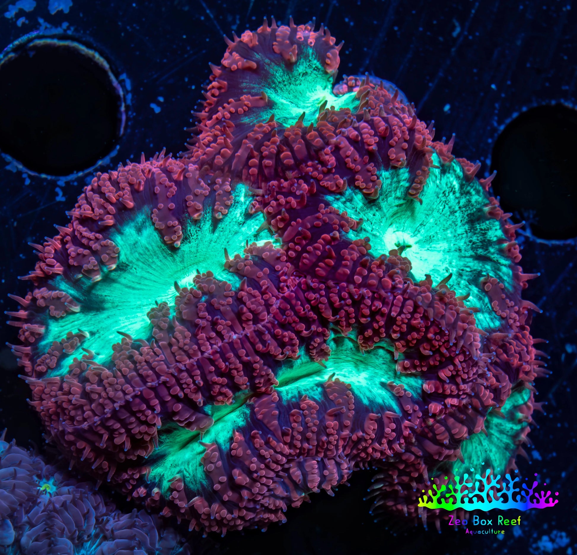 Ultra Blastomussa Wellsi Coral- WYSIWYG Frag Ultra Blastomussa Wellsi Coral- WYSIWYG Frag LPS Ultra Blastomussa Wellsi Coral- WYSIWYG Frag Zeo Box Reef
