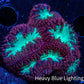 Ultra Blastomussa Wellsi Coral- WYSIWYG Frag Ultra Blastomussa Wellsi Coral- WYSIWYG Frag LPS Ultra Blastomussa Wellsi Coral- WYSIWYG Frag Zeo Box Reef