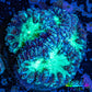 Ultra Blastomussa Wellsi Coral- WYSIWYG Frag Ultra Blastomussa Wellsi Coral- WYSIWYG Frag LPS Ultra Blastomussa Wellsi Coral- WYSIWYG Frag Zeo Box Reef
