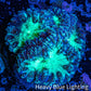Ultra Blastomussa Wellsi Coral- WYSIWYG Frag Ultra Blastomussa Wellsi Coral- WYSIWYG Frag LPS Ultra Blastomussa Wellsi Coral- WYSIWYG Frag Zeo Box Reef