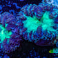 Ultra Blastomussa Wellsi Coral- WYSIWYG Frag Ultra Blastomussa Wellsi Coral- WYSIWYG Frag LPS Ultra Blastomussa Wellsi Coral- WYSIWYG Frag Zeo Box Reef