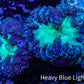 Ultra Blastomussa Wellsi Coral- WYSIWYG Frag Ultra Blastomussa Wellsi Coral- WYSIWYG Frag LPS Ultra Blastomussa Wellsi Coral- WYSIWYG Frag Zeo Box Reef