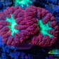 Ultra Blastomussa Wellsi Coral- WYSIWYG Frag Ultra Blastomussa Wellsi Coral- WYSIWYG Frag LPS Ultra Blastomussa Wellsi Coral- WYSIWYG Frag Zeo Box Reef