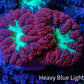 Ultra Blastomussa Wellsi Coral- WYSIWYG Frag Ultra Blastomussa Wellsi Coral- WYSIWYG Frag LPS Ultra Blastomussa Wellsi Coral- WYSIWYG Frag Zeo Box Reef