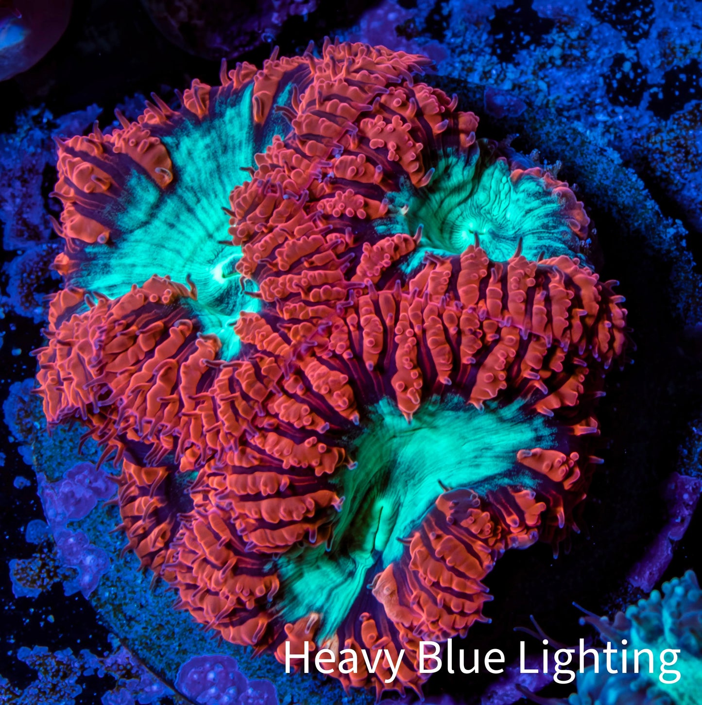 Ultra Blastomussa Wellsi Coral- WYSIWYG Frag Ultra Blastomussa Wellsi Coral- WYSIWYG Frag LPS Ultra Blastomussa Wellsi Coral- WYSIWYG Frag Zeo Box Reef
