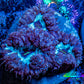 Ultra Blastomussa Wellsi Coral- WYSIWYG Frag Ultra Blastomussa Wellsi Coral- WYSIWYG Frag LPS Ultra Blastomussa Wellsi Coral- WYSIWYG Frag Zeo Box Reef