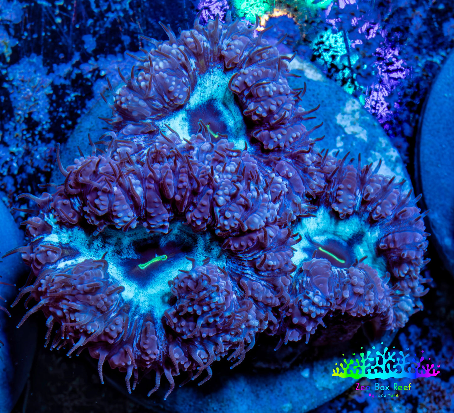 Ultra Blastomussa Wellsi Coral- WYSIWYG Frag Ultra Blastomussa Wellsi Coral- WYSIWYG Frag LPS Ultra Blastomussa Wellsi Coral- WYSIWYG Frag Zeo Box Reef