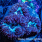 Ultra Blastomussa Wellsi Coral- WYSIWYG Frag Ultra Blastomussa Wellsi Coral- WYSIWYG Frag LPS Ultra Blastomussa Wellsi Coral- WYSIWYG Frag Zeo Box Reef