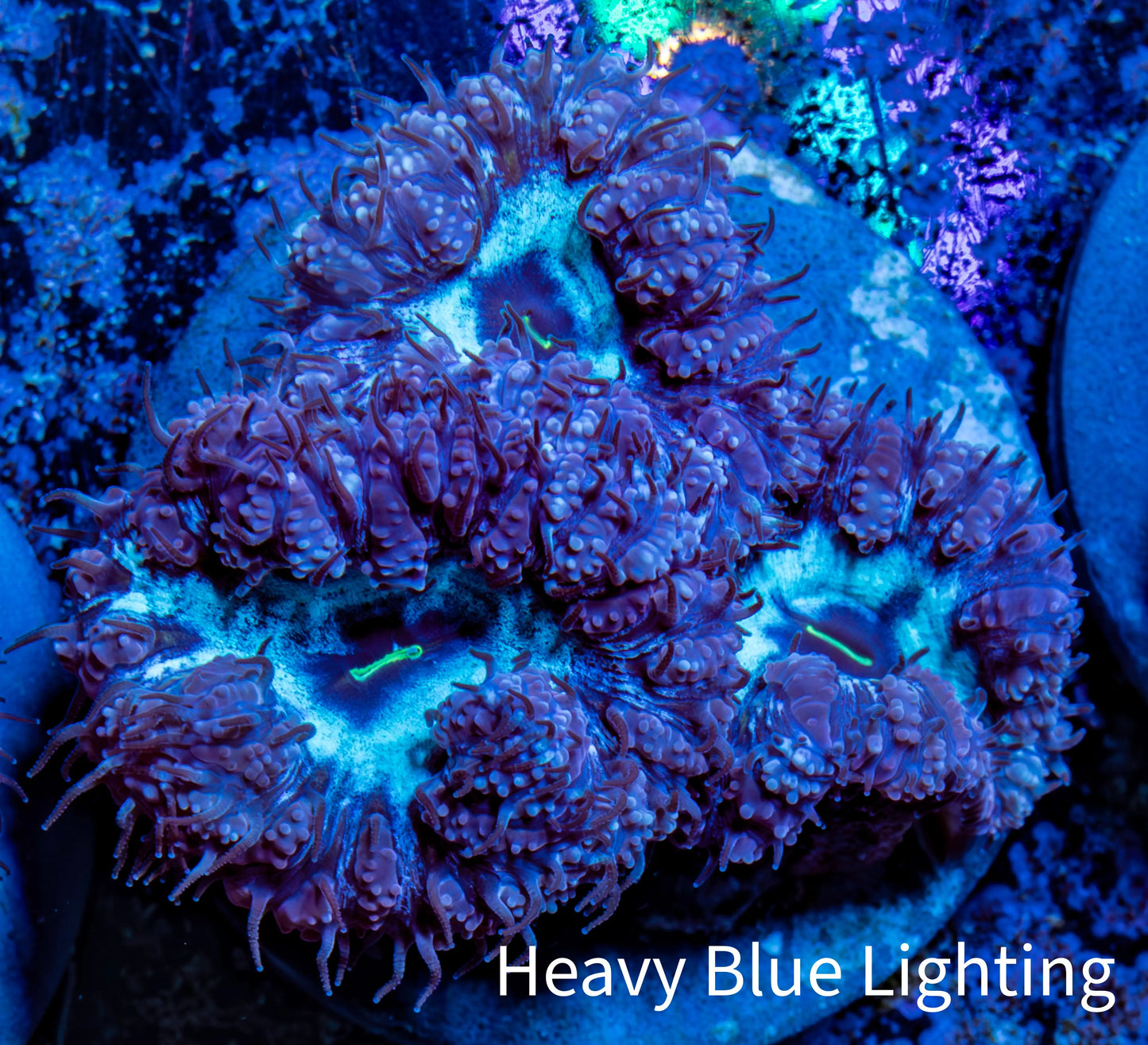 Ultra Blastomussa Wellsi Coral- WYSIWYG Frag Ultra Blastomussa Wellsi Coral- WYSIWYG Frag LPS Ultra Blastomussa Wellsi Coral- WYSIWYG Frag Zeo Box Reef