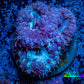 Ultra Blastomussa Wellsi Coral- WYSIWYG Frag Ultra Blastomussa Wellsi Coral- WYSIWYG Frag LPS Ultra Blastomussa Wellsi Coral- WYSIWYG Frag Zeo Box Reef
