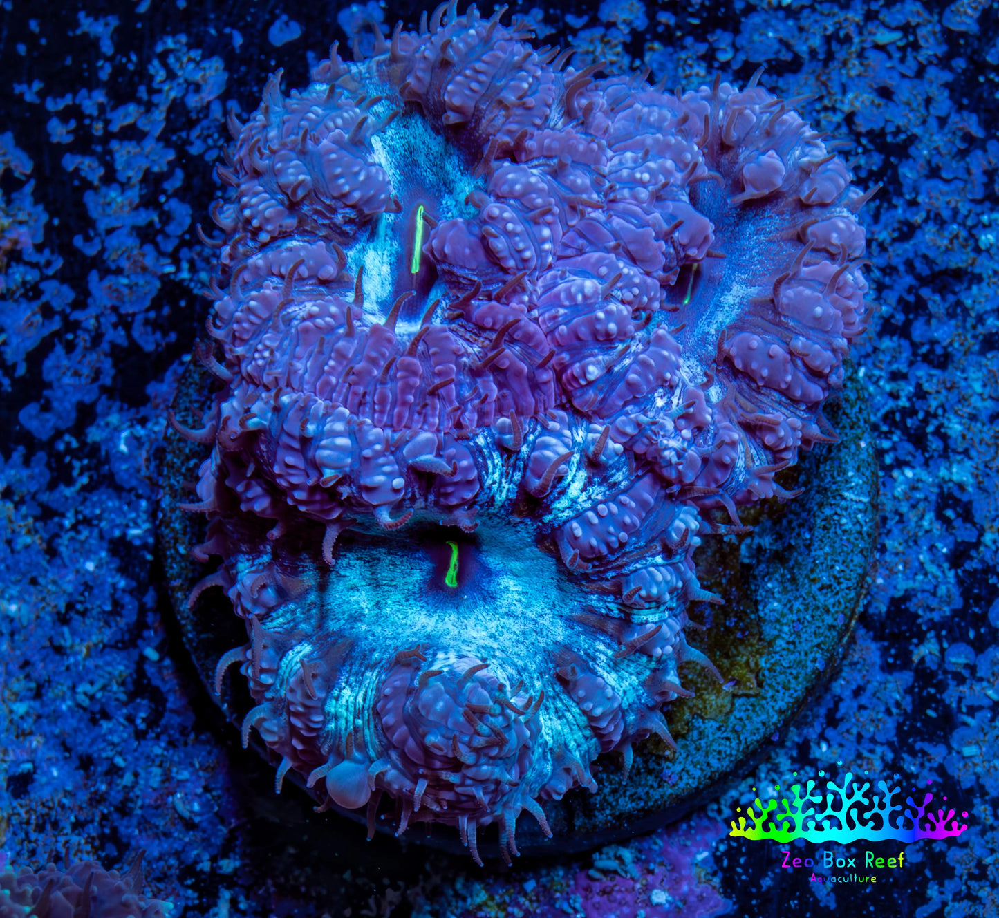 Ultra Blastomussa Wellsi Coral- WYSIWYG Frag Ultra Blastomussa Wellsi Coral- WYSIWYG Frag LPS Ultra Blastomussa Wellsi Coral- WYSIWYG Frag Zeo Box Reef