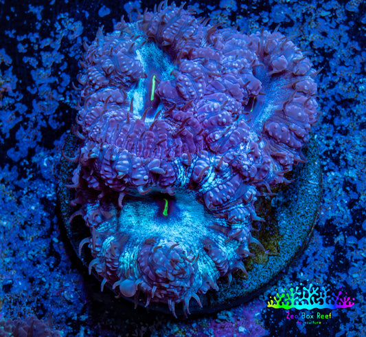 Ultra Blastomussa Wellsi Coral- WYSIWYG Frag Ultra Blastomussa Wellsi Coral- WYSIWYG Frag LPS Ultra Blastomussa Wellsi Coral- WYSIWYG Frag Zeo Box Reef