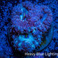 Ultra Blastomussa Wellsi Coral- WYSIWYG Frag Ultra Blastomussa Wellsi Coral- WYSIWYG Frag LPS Ultra Blastomussa Wellsi Coral- WYSIWYG Frag Zeo Box Reef