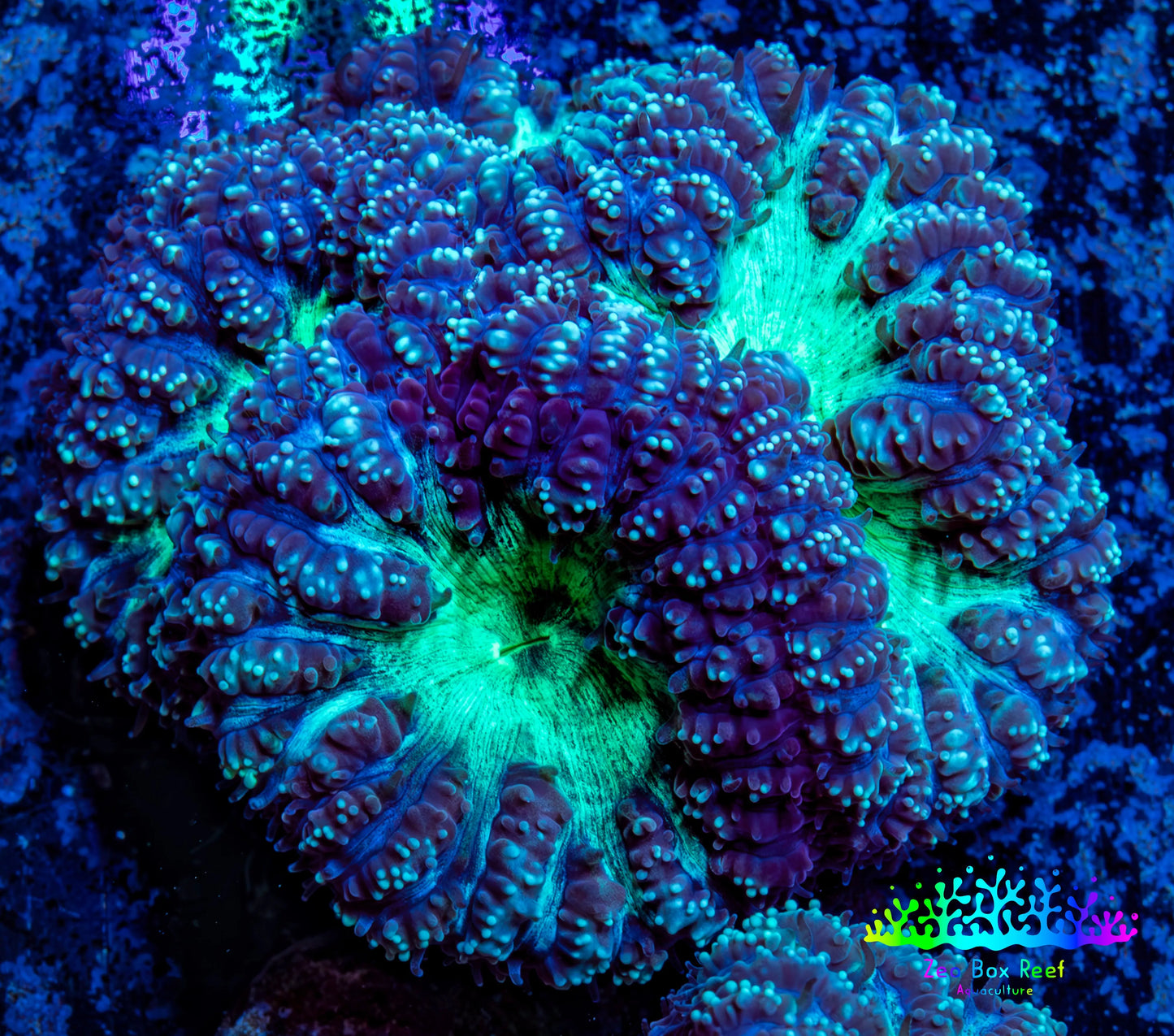 Ultra Blastomussa Wellsi Coral- WYSIWYG Frag Ultra Blastomussa Wellsi Coral- WYSIWYG Frag LPS Ultra Blastomussa Wellsi Coral- WYSIWYG Frag Zeo Box Reef