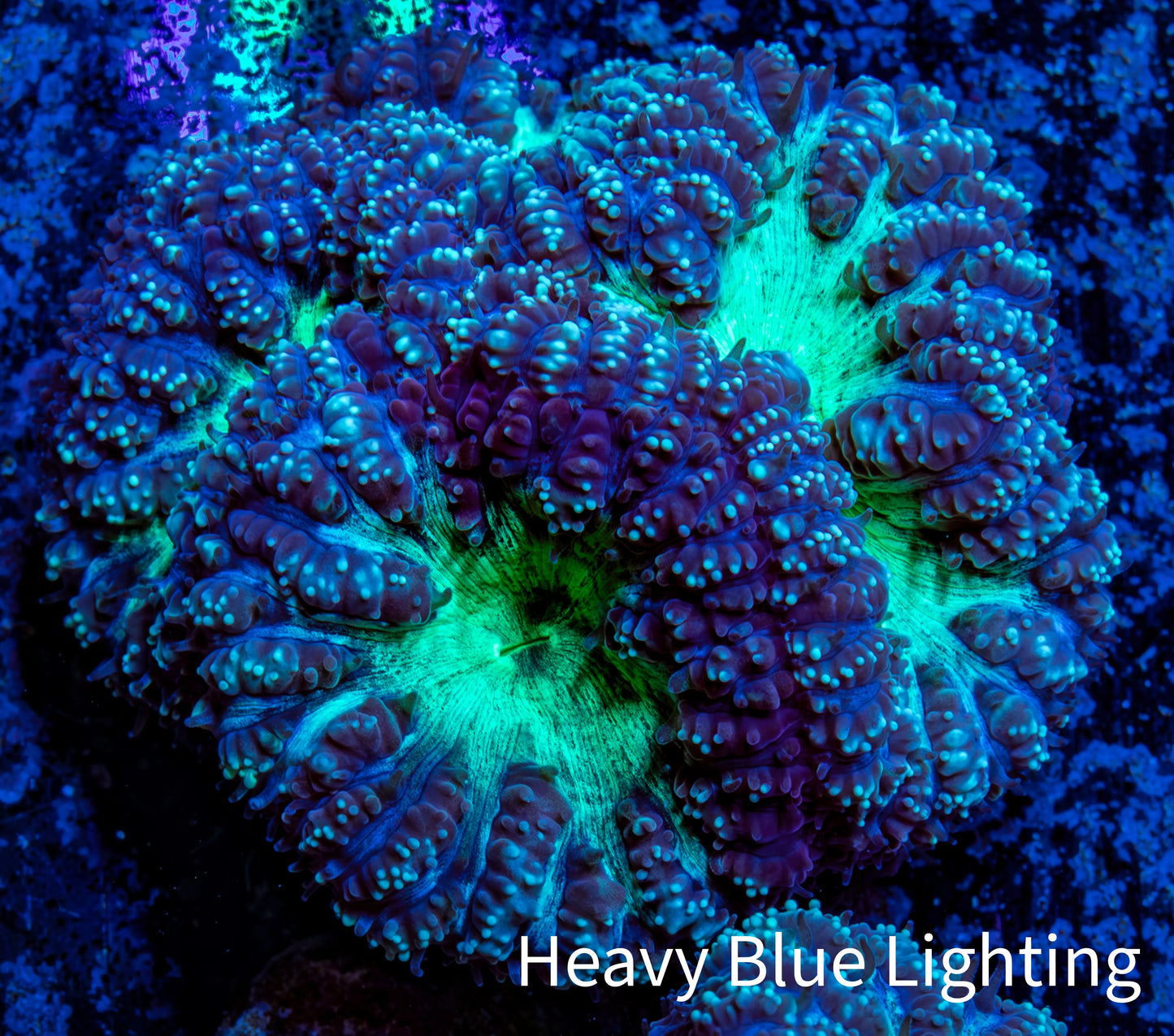 Ultra Blastomussa Wellsi Coral- WYSIWYG Frag Ultra Blastomussa Wellsi Coral- WYSIWYG Frag LPS Ultra Blastomussa Wellsi Coral- WYSIWYG Frag Zeo Box Reef