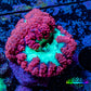 Ultra Blastomussa Wellsi Coral- WYSIWYG Frag Ultra Blastomussa Wellsi Coral- WYSIWYG Frag LPS Ultra Blastomussa Wellsi Coral- WYSIWYG Frag Zeo Box Reef