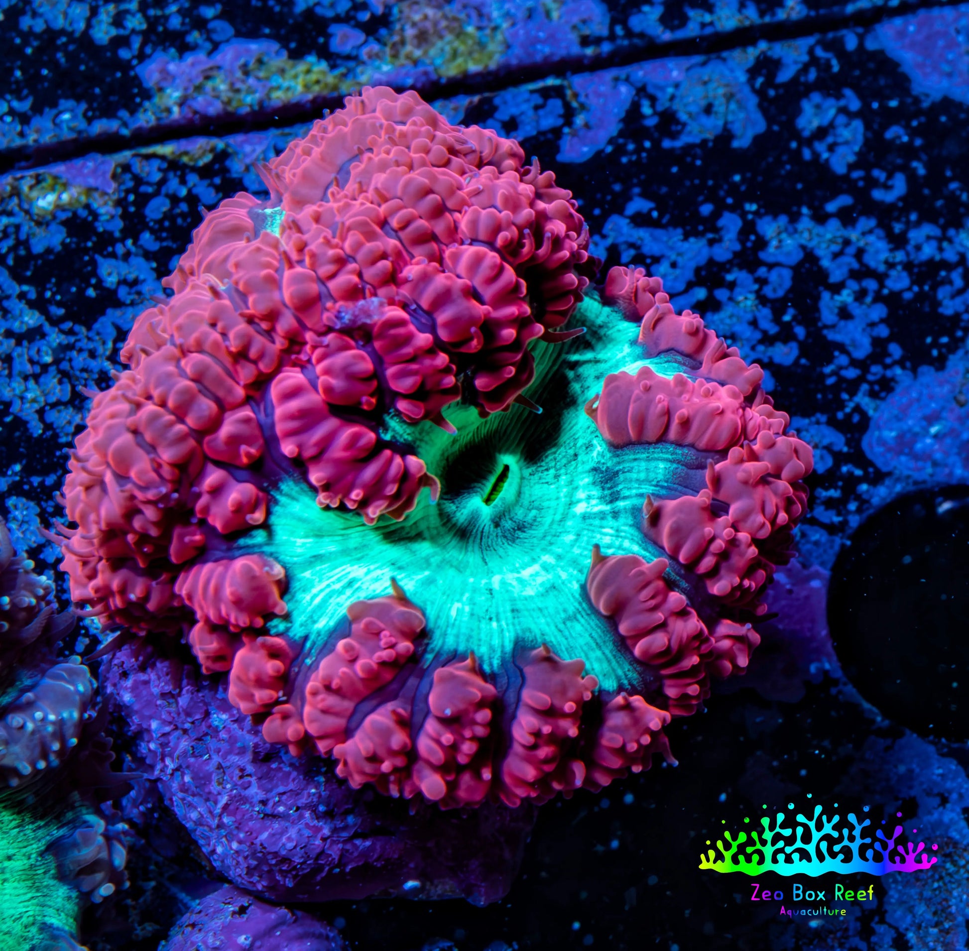 Ultra Blastomussa Wellsi Coral- WYSIWYG Frag Ultra Blastomussa Wellsi Coral- WYSIWYG Frag LPS Ultra Blastomussa Wellsi Coral- WYSIWYG Frag Zeo Box Reef