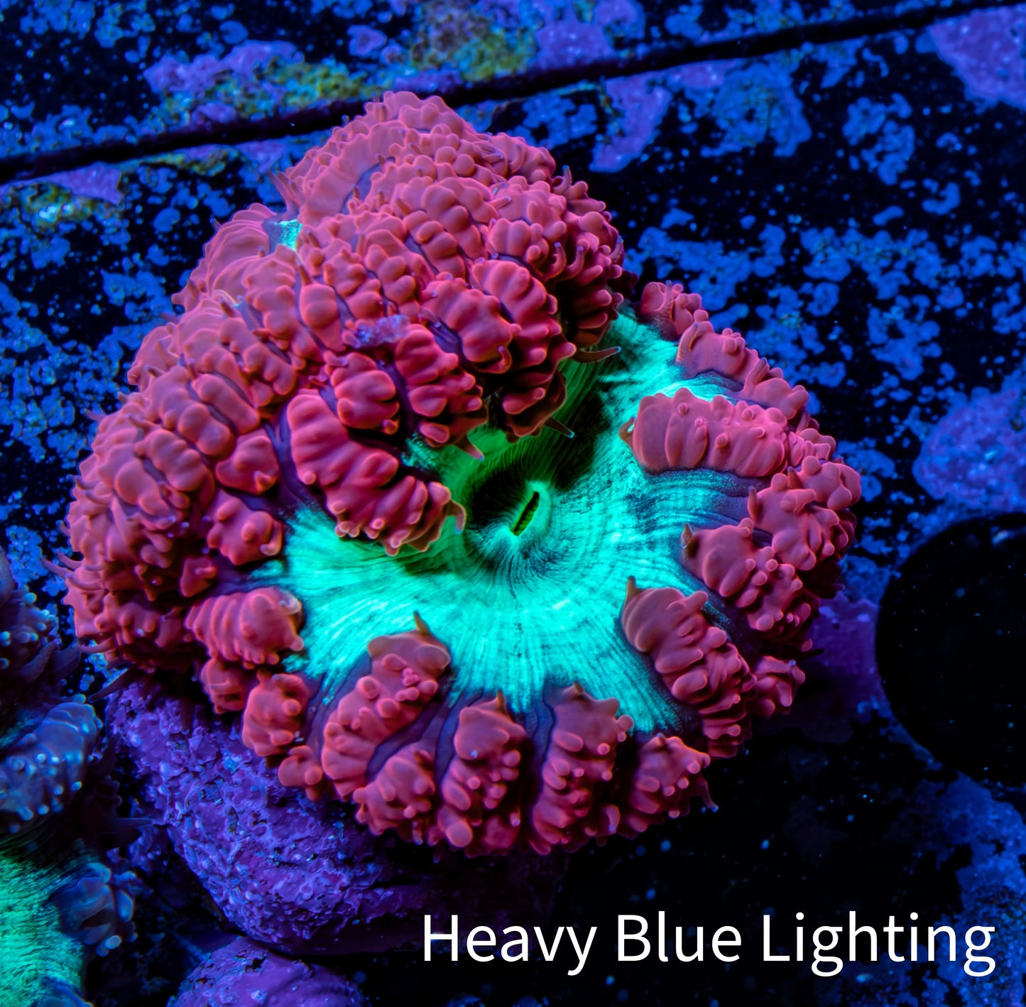 Ultra Blastomussa Wellsi Coral- WYSIWYG Frag Ultra Blastomussa Wellsi Coral- WYSIWYG Frag LPS Ultra Blastomussa Wellsi Coral- WYSIWYG Frag Zeo Box Reef