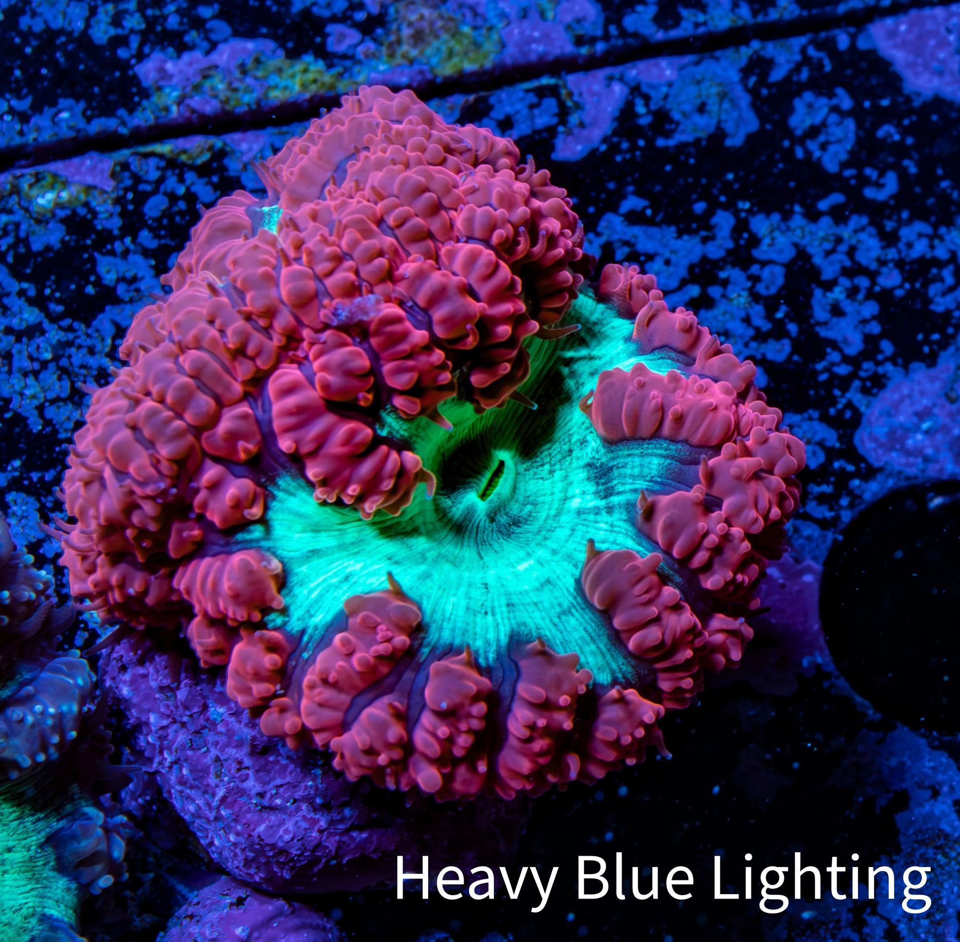 Ultra Blastomussa Wellsi Coral- WYSIWYG Frag Ultra Blastomussa Wellsi Coral- WYSIWYG Frag LPS Ultra Blastomussa Wellsi Coral- WYSIWYG Frag Zeo Box Reef