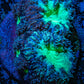 Ultra Blastomussa Wellsi Coral- WYSIWYG Frag Ultra Blastomussa Wellsi Coral- WYSIWYG Frag LPS Ultra Blastomussa Wellsi Coral- WYSIWYG Frag Zeo Box Reef