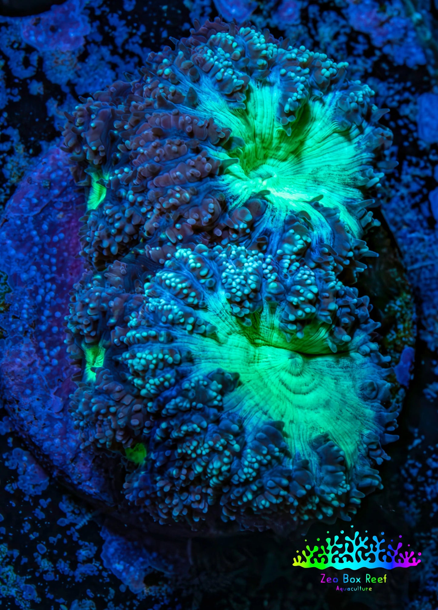 Ultra Blastomussa Wellsi Coral- WYSIWYG Frag Ultra Blastomussa Wellsi Coral- WYSIWYG Frag LPS Ultra Blastomussa Wellsi Coral- WYSIWYG Frag Zeo Box Reef