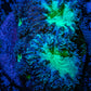 Ultra Blastomussa Wellsi Coral- WYSIWYG Frag Ultra Blastomussa Wellsi Coral- WYSIWYG Frag LPS Ultra Blastomussa Wellsi Coral- WYSIWYG Frag Zeo Box Reef