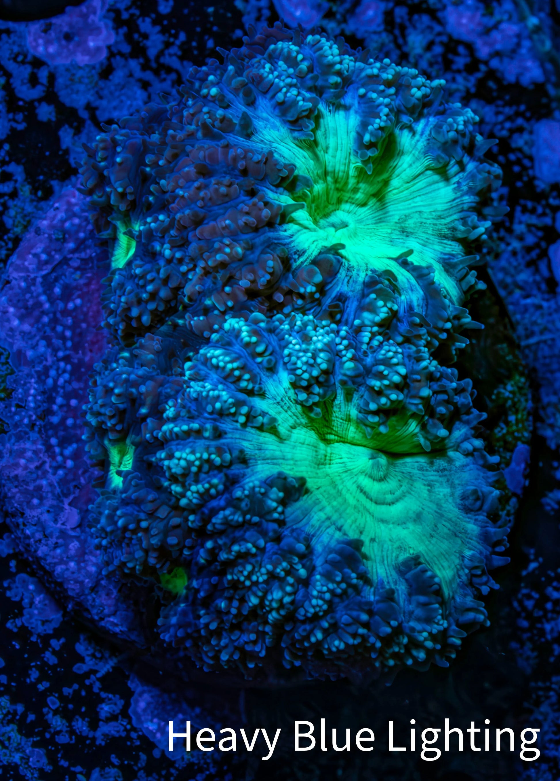 Ultra Blastomussa Wellsi Coral- WYSIWYG Frag Ultra Blastomussa Wellsi Coral- WYSIWYG Frag LPS Ultra Blastomussa Wellsi Coral- WYSIWYG Frag Zeo Box Reef