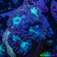 Ultra Blastomussa Wellsi Coral- WYSIWYG Frag Ultra Blastomussa Wellsi Coral- WYSIWYG Frag LPS Ultra Blastomussa Wellsi Coral- WYSIWYG Frag Zeo Box Reef