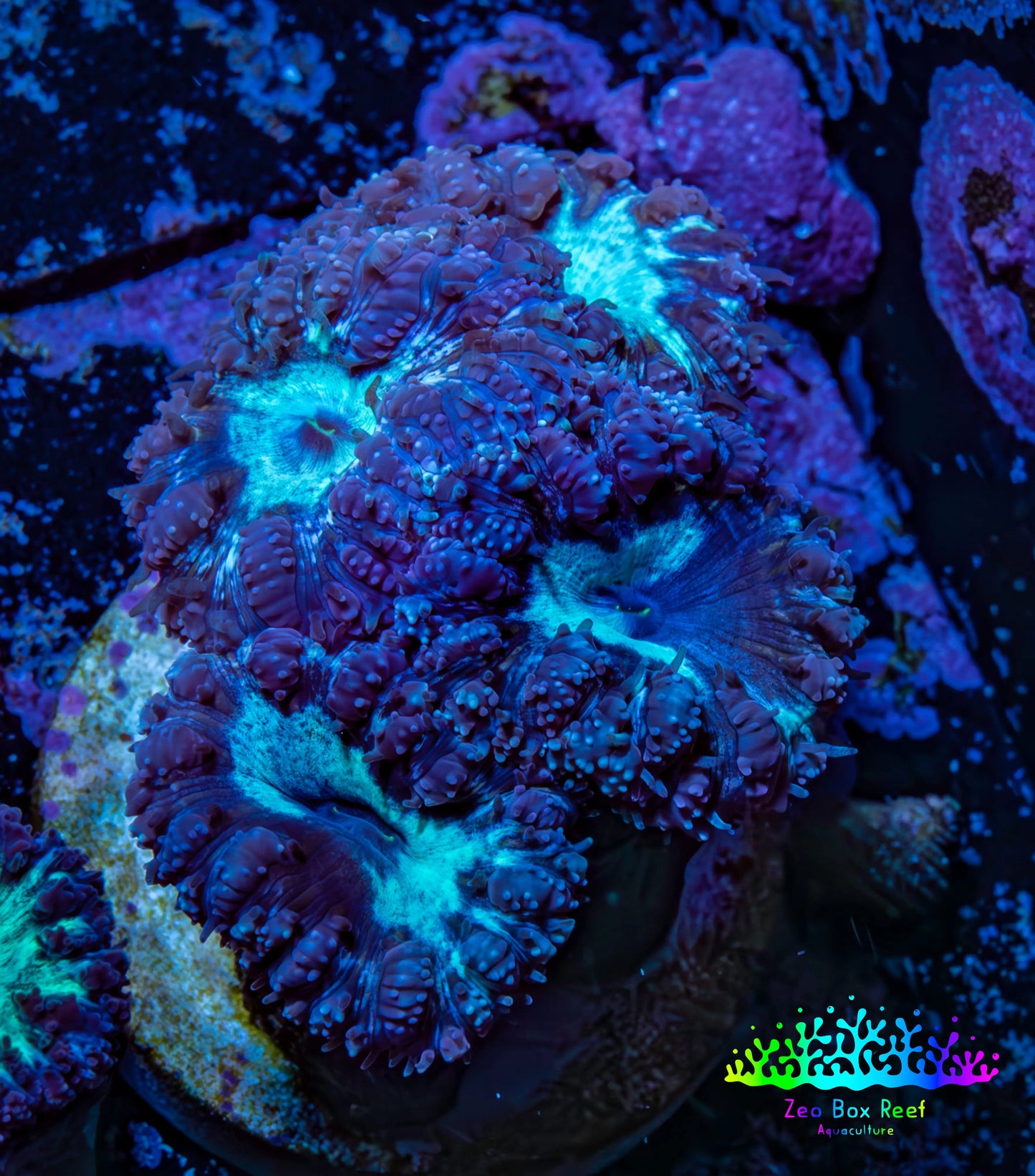 Ultra Blastomussa Wellsi Coral- WYSIWYG Frag Ultra Blastomussa Wellsi Coral- WYSIWYG Frag LPS Ultra Blastomussa Wellsi Coral- WYSIWYG Frag Zeo Box Reef