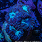 Ultra Blastomussa Wellsi Coral- WYSIWYG Frag Ultra Blastomussa Wellsi Coral- WYSIWYG Frag LPS Ultra Blastomussa Wellsi Coral- WYSIWYG Frag Zeo Box Reef
