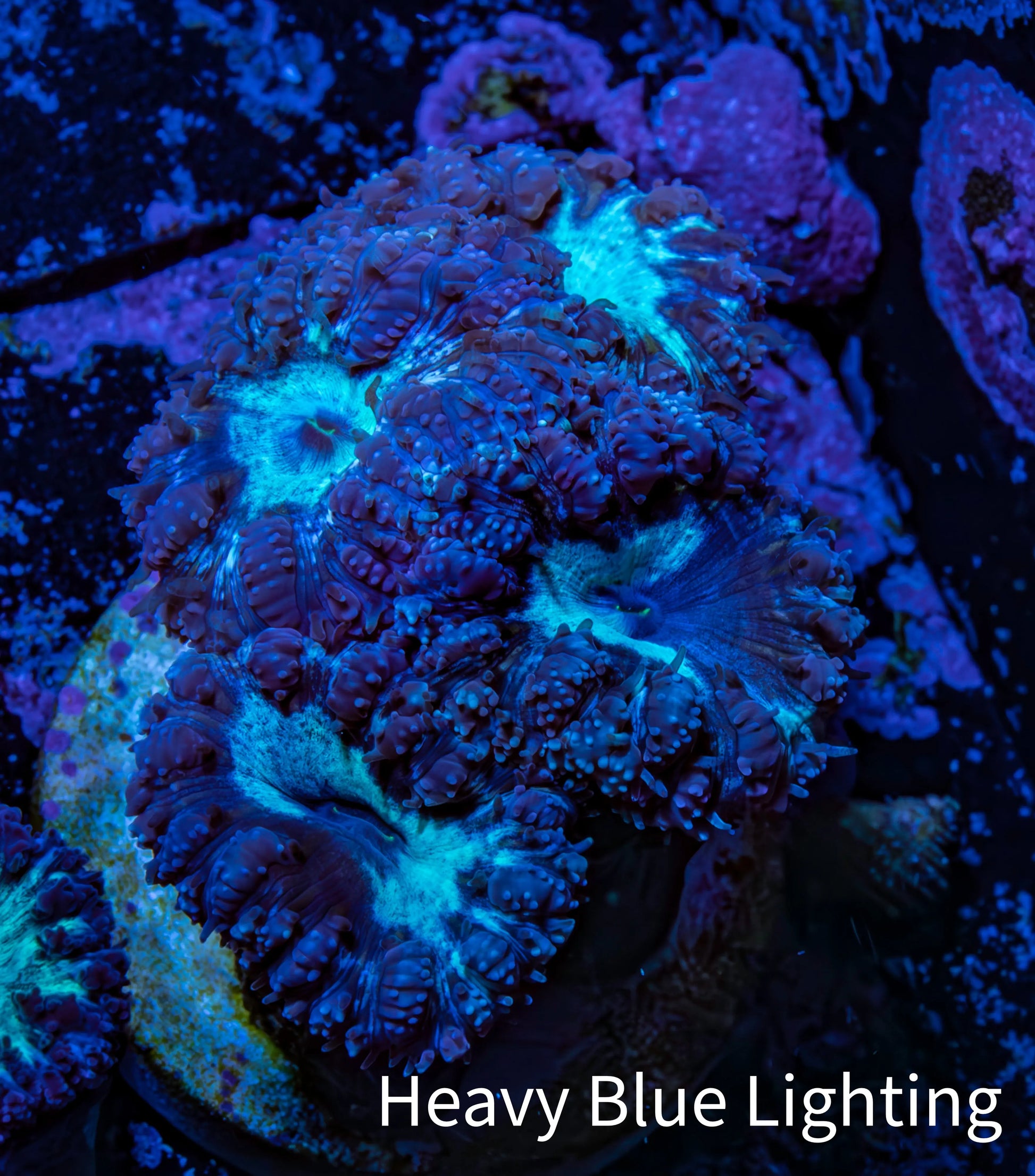 Ultra Blastomussa Wellsi Coral- WYSIWYG Frag Ultra Blastomussa Wellsi Coral- WYSIWYG Frag LPS Ultra Blastomussa Wellsi Coral- WYSIWYG Frag Zeo Box Reef
