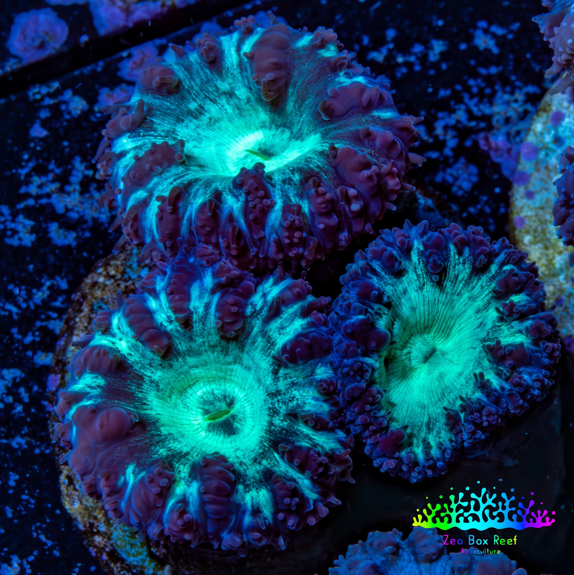 Ultra Blastomussa Wellsi Coral- WYSIWYG Frag Ultra Blastomussa Wellsi Coral- WYSIWYG Frag LPS Ultra Blastomussa Wellsi Coral- WYSIWYG Frag Zeo Box Reef