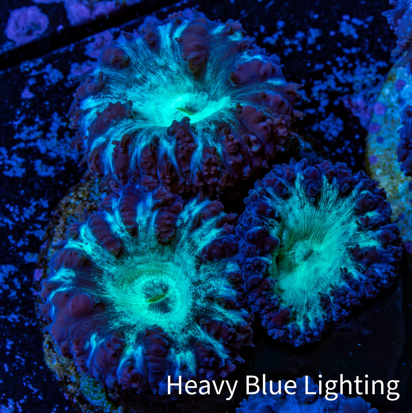 Ultra Blastomussa Wellsi Coral- WYSIWYG Frag Ultra Blastomussa Wellsi Coral- WYSIWYG Frag LPS Ultra Blastomussa Wellsi Coral- WYSIWYG Frag Zeo Box Reef