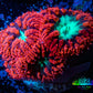 Ultra Blastomussa Wellsi Coral- WYSIWYG Frag c4R4B2 Ultra Blastomussa Wellsi Coral- WYSIWYG Frag c4R4B2 LPS Ultra Blastomussa Wellsi Coral- WYSIWYG Frag c4R4B2 Zeo Box Reef