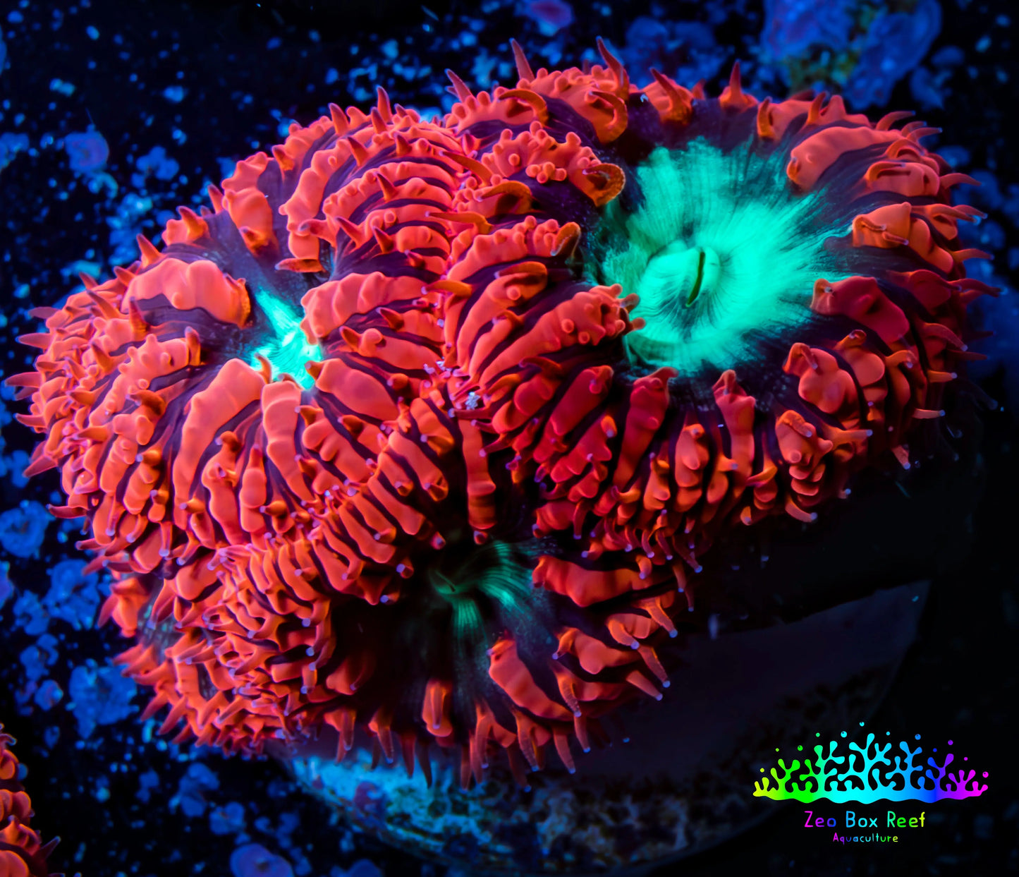 Ultra Blastomussa Wellsi Coral- WYSIWYG Frag c4R4B2 Ultra Blastomussa Wellsi Coral- WYSIWYG Frag c4R4B2 LPS Ultra Blastomussa Wellsi Coral- WYSIWYG Frag c4R4B2 Zeo Box Reef
