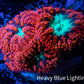 Ultra Blastomussa Wellsi Coral- WYSIWYG Frag c4R4B2 Ultra Blastomussa Wellsi Coral- WYSIWYG Frag c4R4B2 LPS Ultra Blastomussa Wellsi Coral- WYSIWYG Frag c4R4B2 Zeo Box Reef