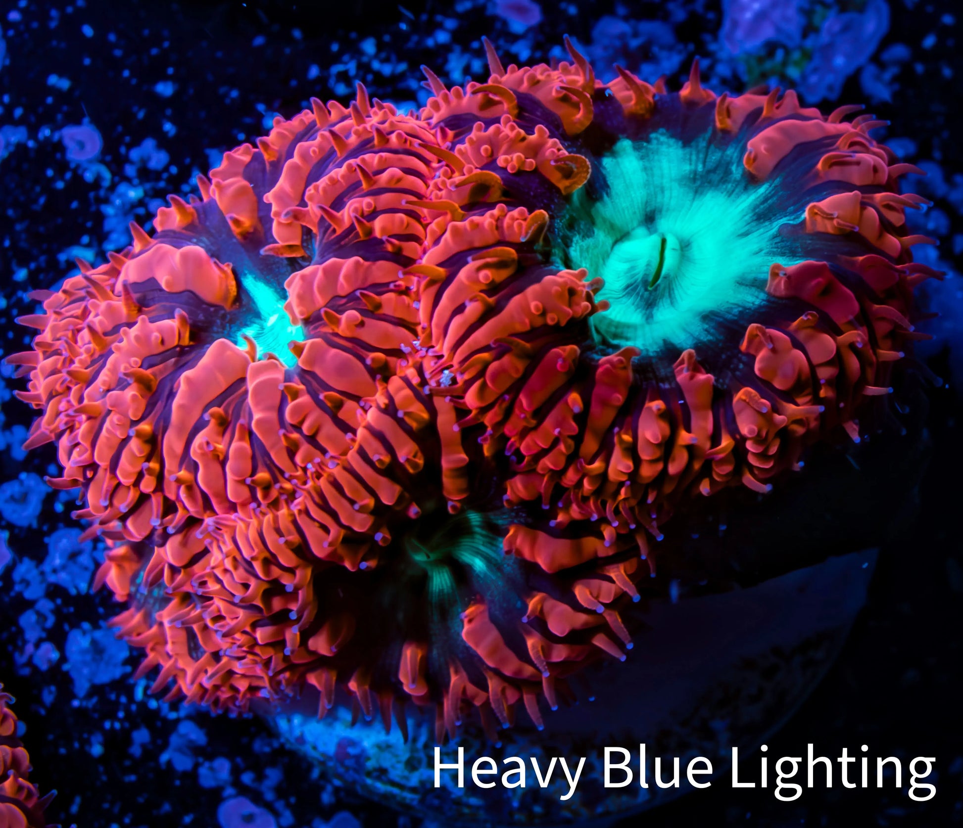 Ultra Blastomussa Wellsi Coral- WYSIWYG Frag c4R4B2 Ultra Blastomussa Wellsi Coral- WYSIWYG Frag c4R4B2 LPS Ultra Blastomussa Wellsi Coral- WYSIWYG Frag c4R4B2 Zeo Box Reef