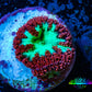 Ultra Blastomussa Wellsi Coral- WYSIWYG Frag c5R4B2 Ultra Blastomussa Wellsi Coral- WYSIWYG Frag c5R4B2 LPS Ultra Blastomussa Wellsi Coral- WYSIWYG Frag c5R4B2 Zeo Box Reef