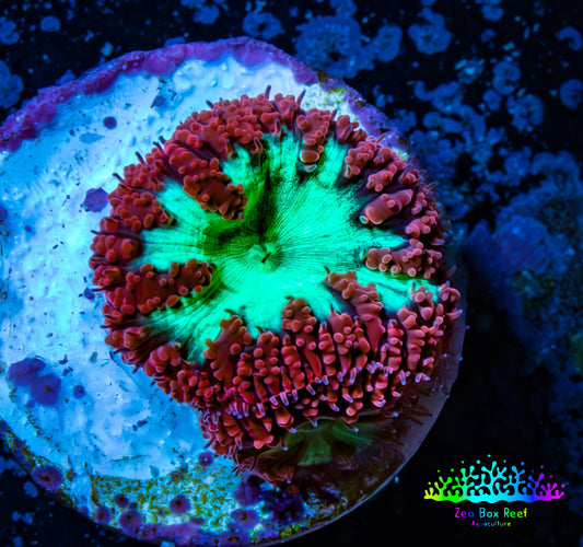 Ultra Blastomussa Wellsi Coral- WYSIWYG Frag c5R4B2 Ultra Blastomussa Wellsi Coral- WYSIWYG Frag c5R4B2 LPS Ultra Blastomussa Wellsi Coral- WYSIWYG Frag c5R4B2 Zeo Box Reef
