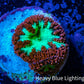 Ultra Blastomussa Wellsi Coral- WYSIWYG Frag c5R4B2 Ultra Blastomussa Wellsi Coral- WYSIWYG Frag c5R4B2 LPS Ultra Blastomussa Wellsi Coral- WYSIWYG Frag c5R4B2 Zeo Box Reef