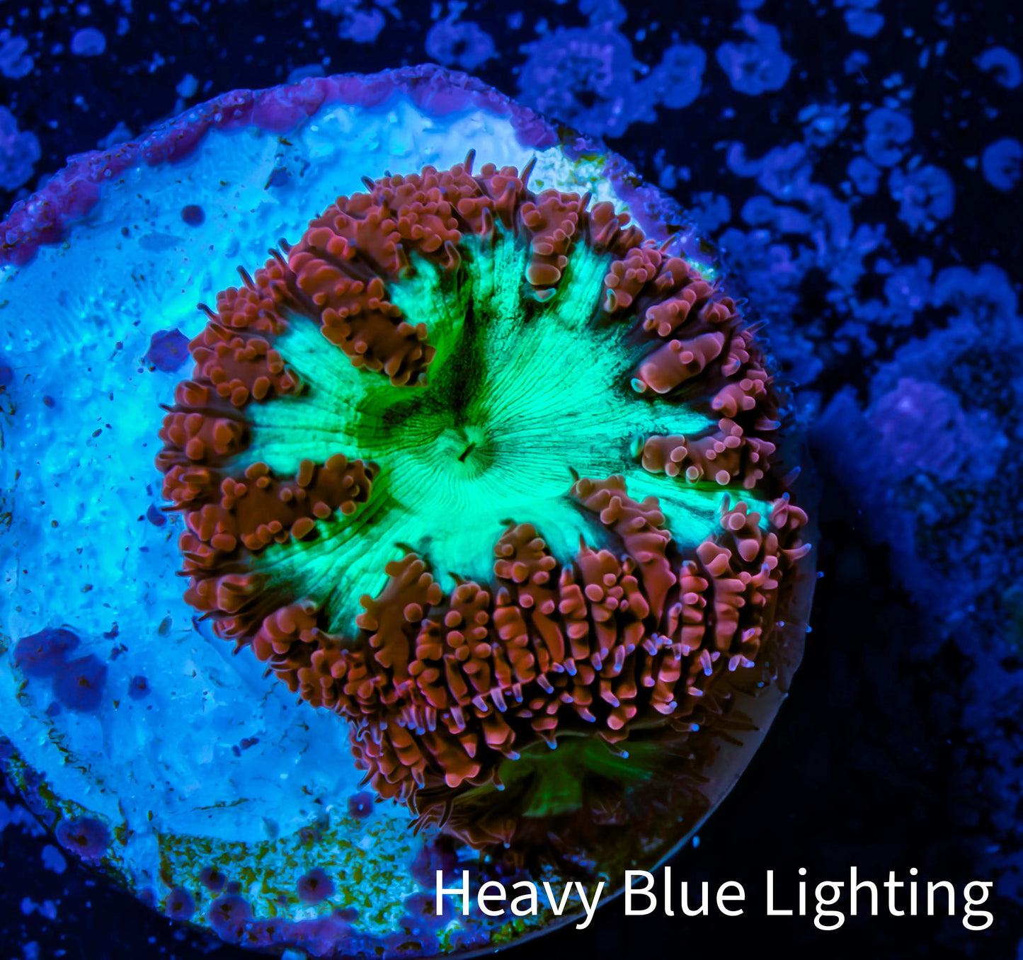 Ultra Blastomussa Wellsi Coral- WYSIWYG Frag c5R4B2 Ultra Blastomussa Wellsi Coral- WYSIWYG Frag c5R4B2 LPS Ultra Blastomussa Wellsi Coral- WYSIWYG Frag c5R4B2 Zeo Box Reef