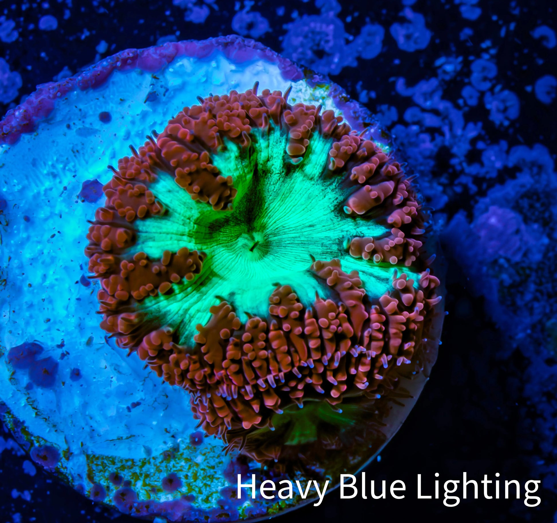 Ultra Blastomussa Wellsi Coral- WYSIWYG Frag c5R4B2 Ultra Blastomussa Wellsi Coral- WYSIWYG Frag c5R4B2 LPS Ultra Blastomussa Wellsi Coral- WYSIWYG Frag c5R4B2 Zeo Box Reef