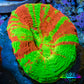 Ultra Bleeding Apple Scolymia Coral 3cm WYSIWYG Ultra Bleeding Apple Scolymia Coral 3cm WYSIWYG LPS Ultra Bleeding Apple Scolymia Coral 3cm WYSIWYG Zeo Box Reef