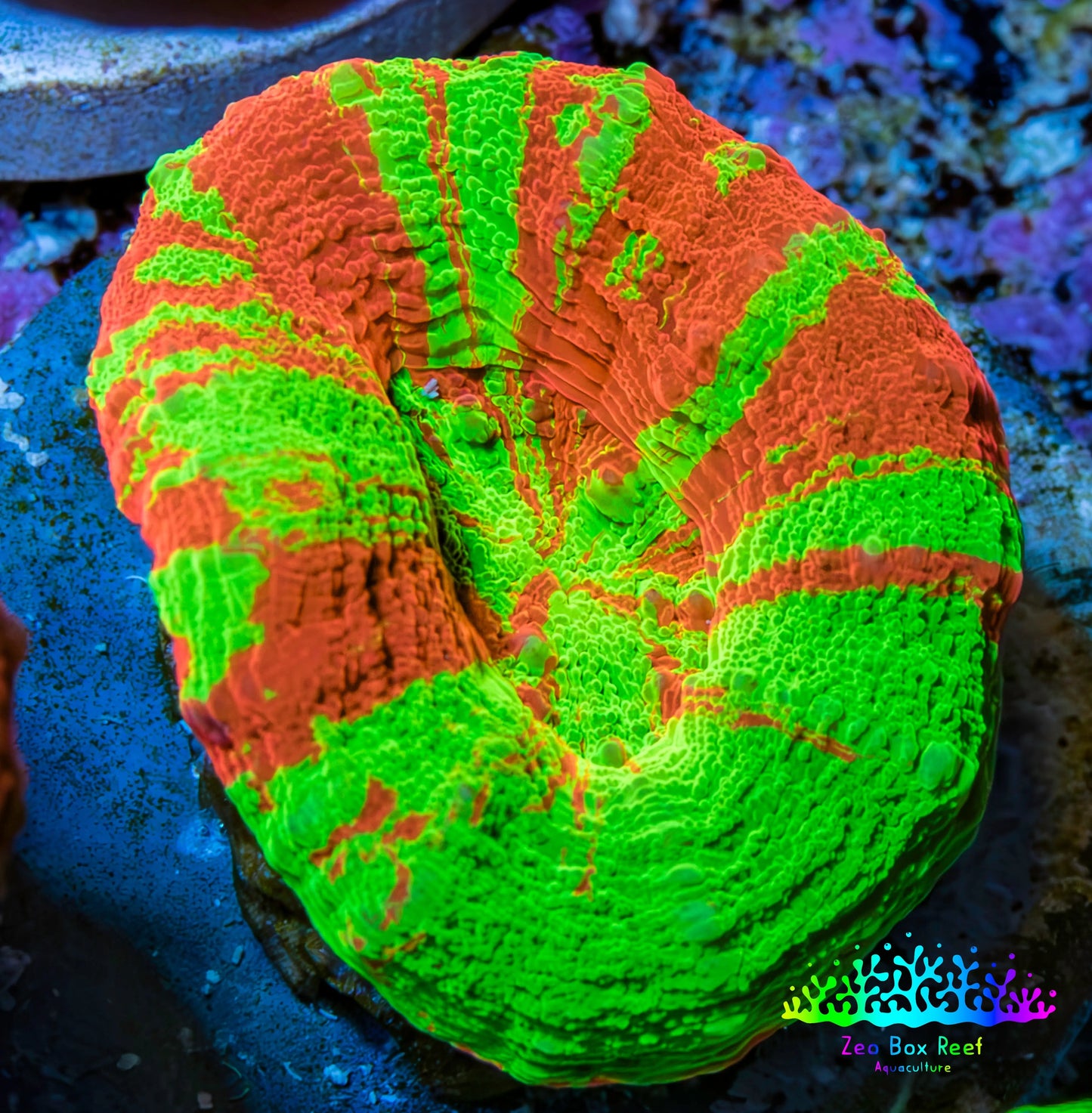 Ultra Bleeding Apple Scolymia Coral 3cm WYSIWYG Ultra Bleeding Apple Scolymia Coral 3cm WYSIWYG LPS Ultra Bleeding Apple Scolymia Coral 3cm WYSIWYG Zeo Box Reef