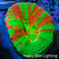 Ultra Bleeding Apple Scolymia Coral 3cm WYSIWYG Ultra Bleeding Apple Scolymia Coral 3cm WYSIWYG LPS Ultra Bleeding Apple Scolymia Coral 3cm WYSIWYG Zeo Box Reef