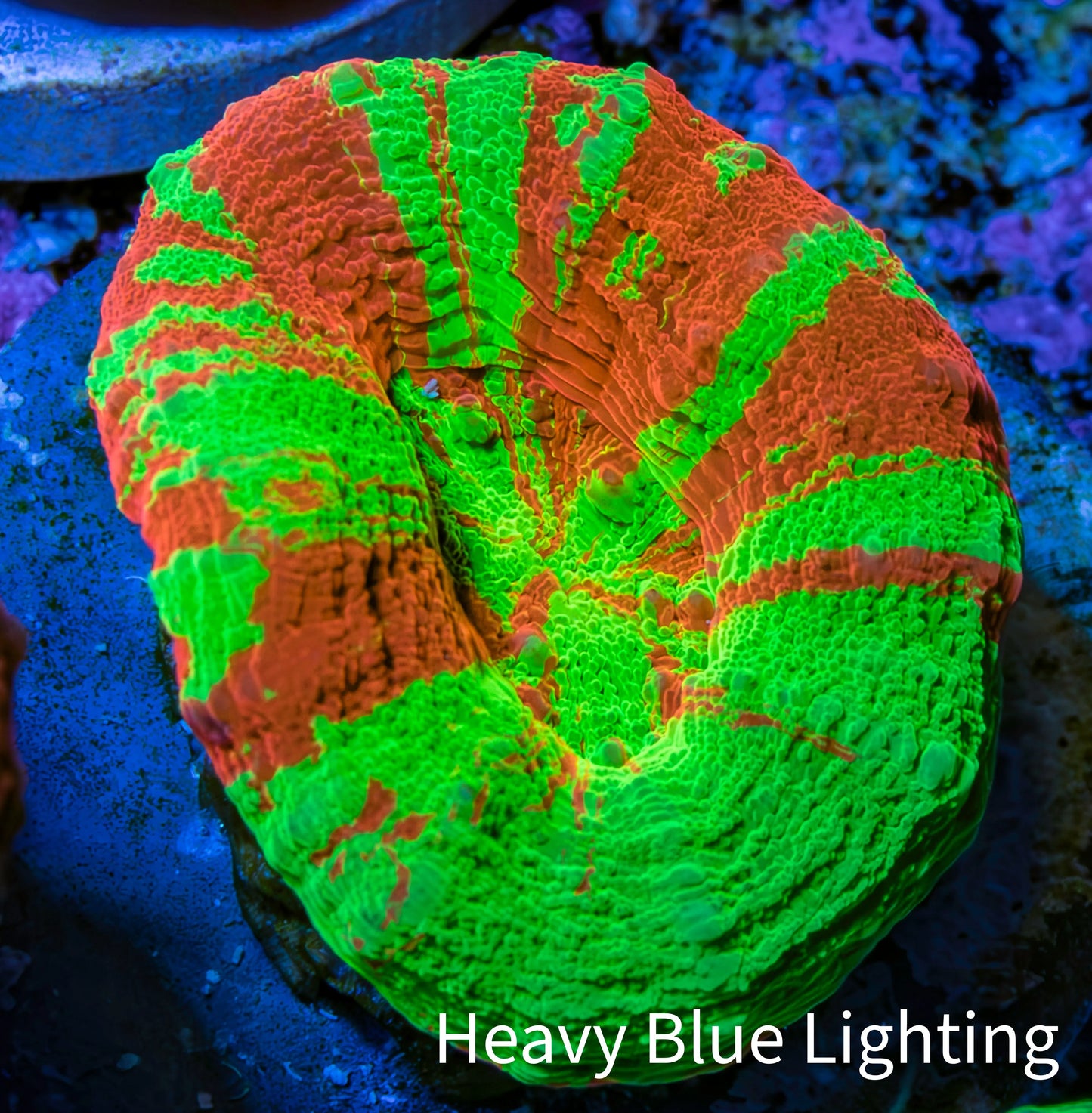 Ultra Bleeding Apple Scolymia Coral 3cm WYSIWYG Ultra Bleeding Apple Scolymia Coral 3cm WYSIWYG LPS Ultra Bleeding Apple Scolymia Coral 3cm WYSIWYG Zeo Box Reef